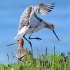 Agujas colipintas Limosa lapponica