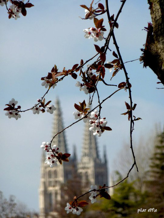 Agujas y flores