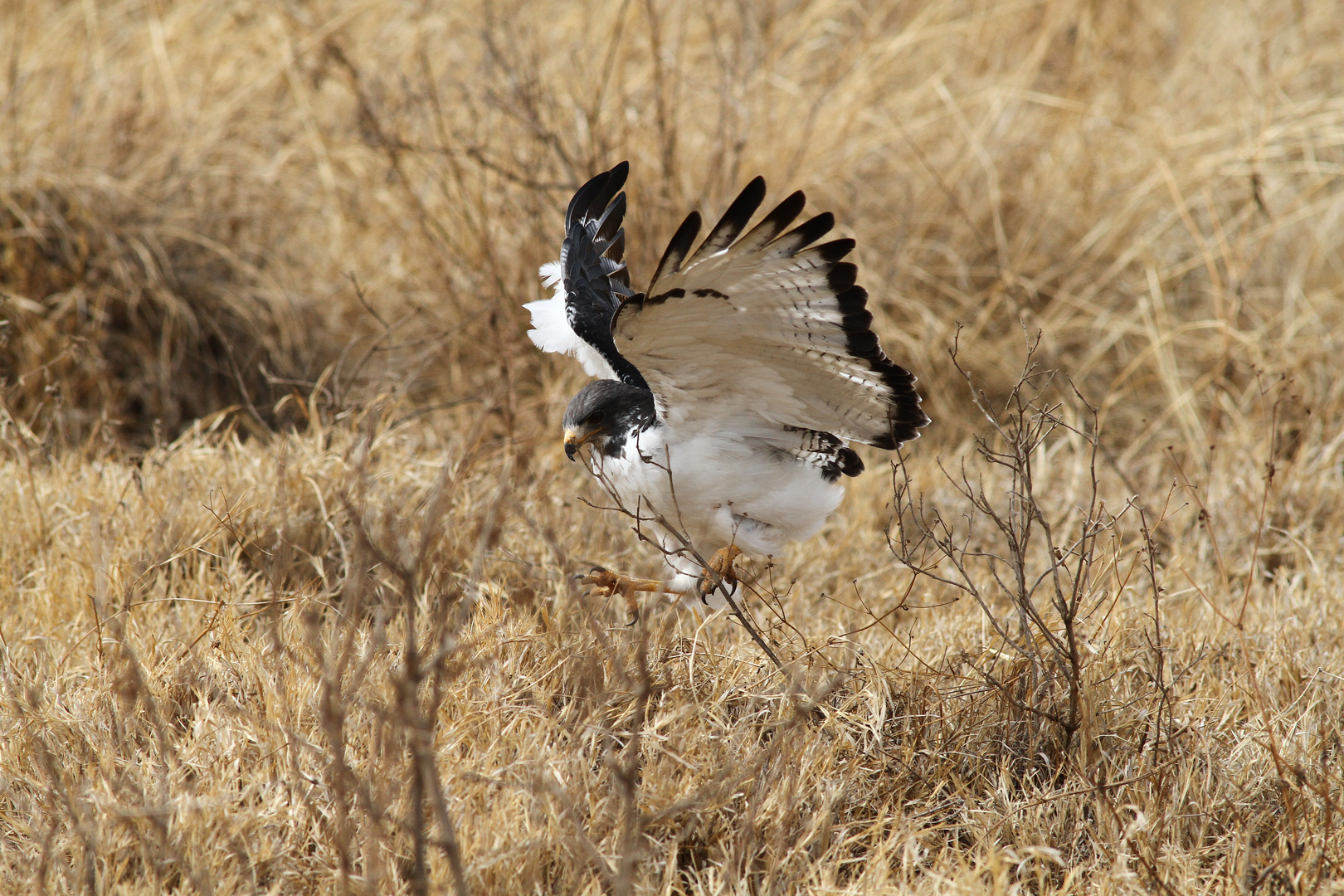 Agurbussard