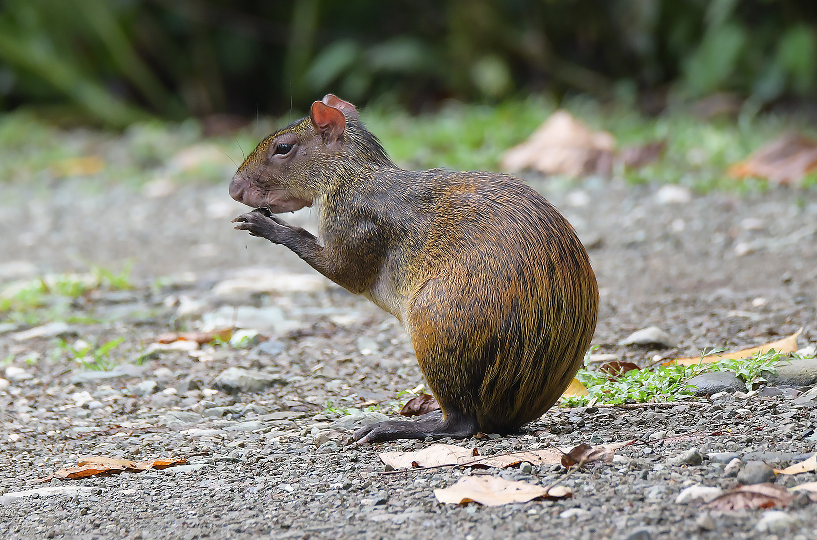 Aguti Foto & Bild tiere, wildlife, säugetiere Bilder auf