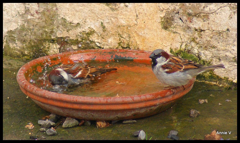 Ah ce qu'on est bien quand est dans son bain...... !