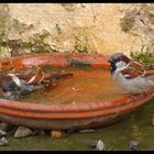 Ah ce qu'on est bien quand est dans son bain...... !