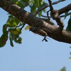 Ah la Provence !! elle chante la cigale et ne s'en prive pas, quel bonheur!!