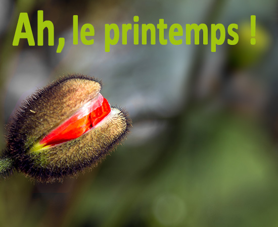 Ah, le printemps ! - Contestseite