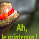 Ah, le printemps ! - Startseite