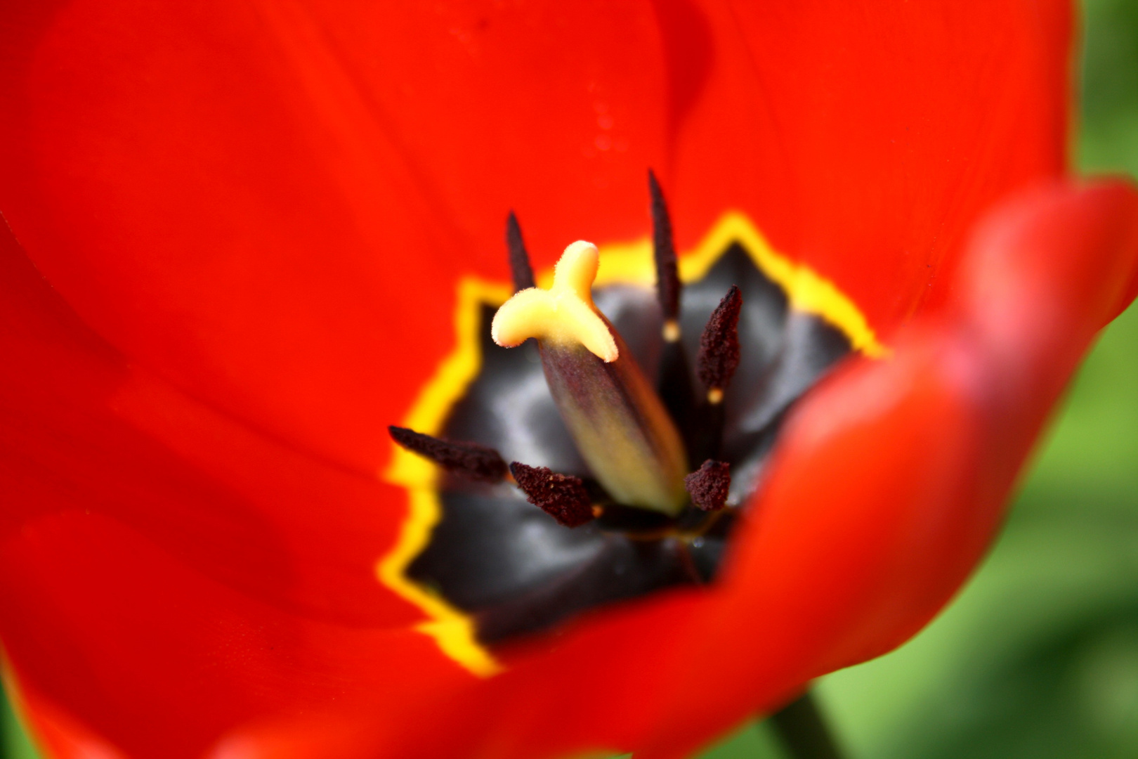 Ah les fleurs...