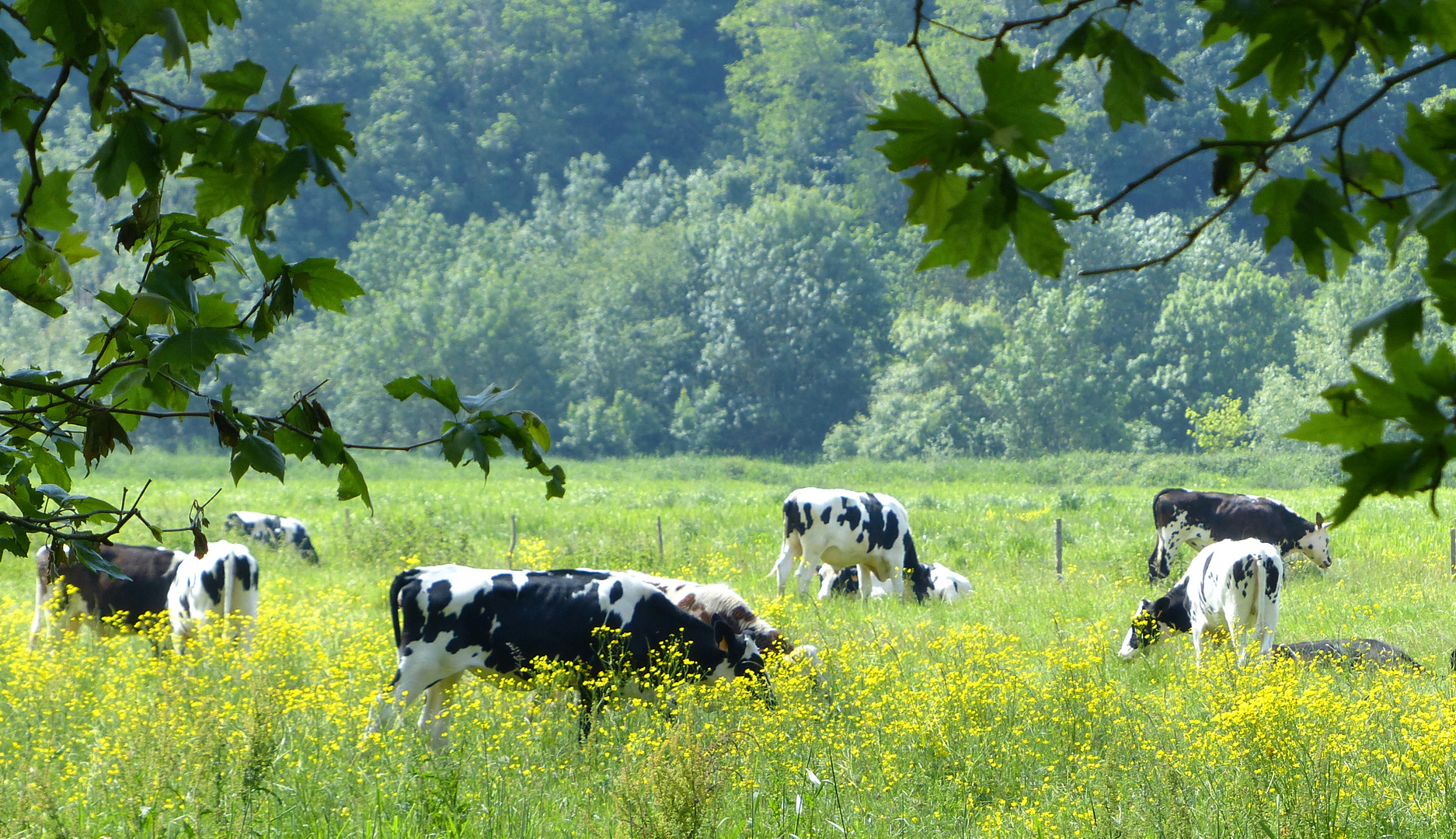 Ah les vaches ! photo et image nature, animaux, vaches Images Ah les vaches ! photo et image nature, animaux, vaches Images