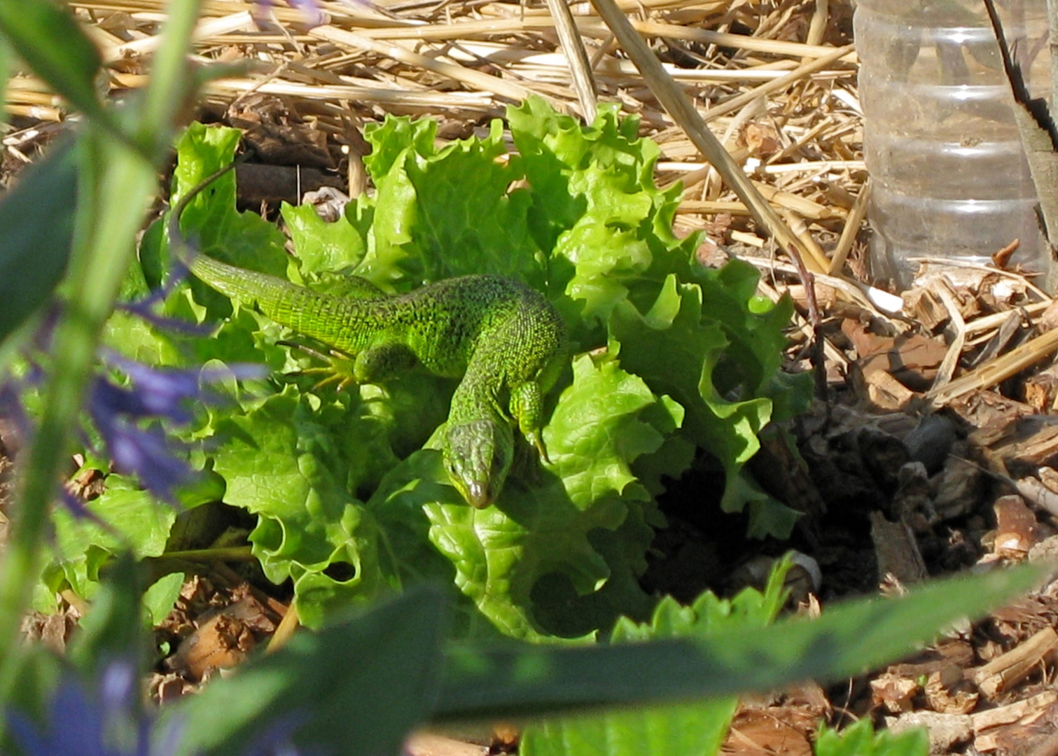 Ah se mettre au vert après l'hiver ...