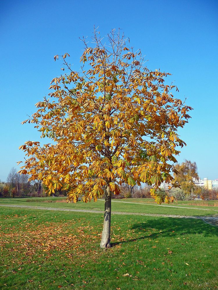 aha, daher weht(e) der Wind