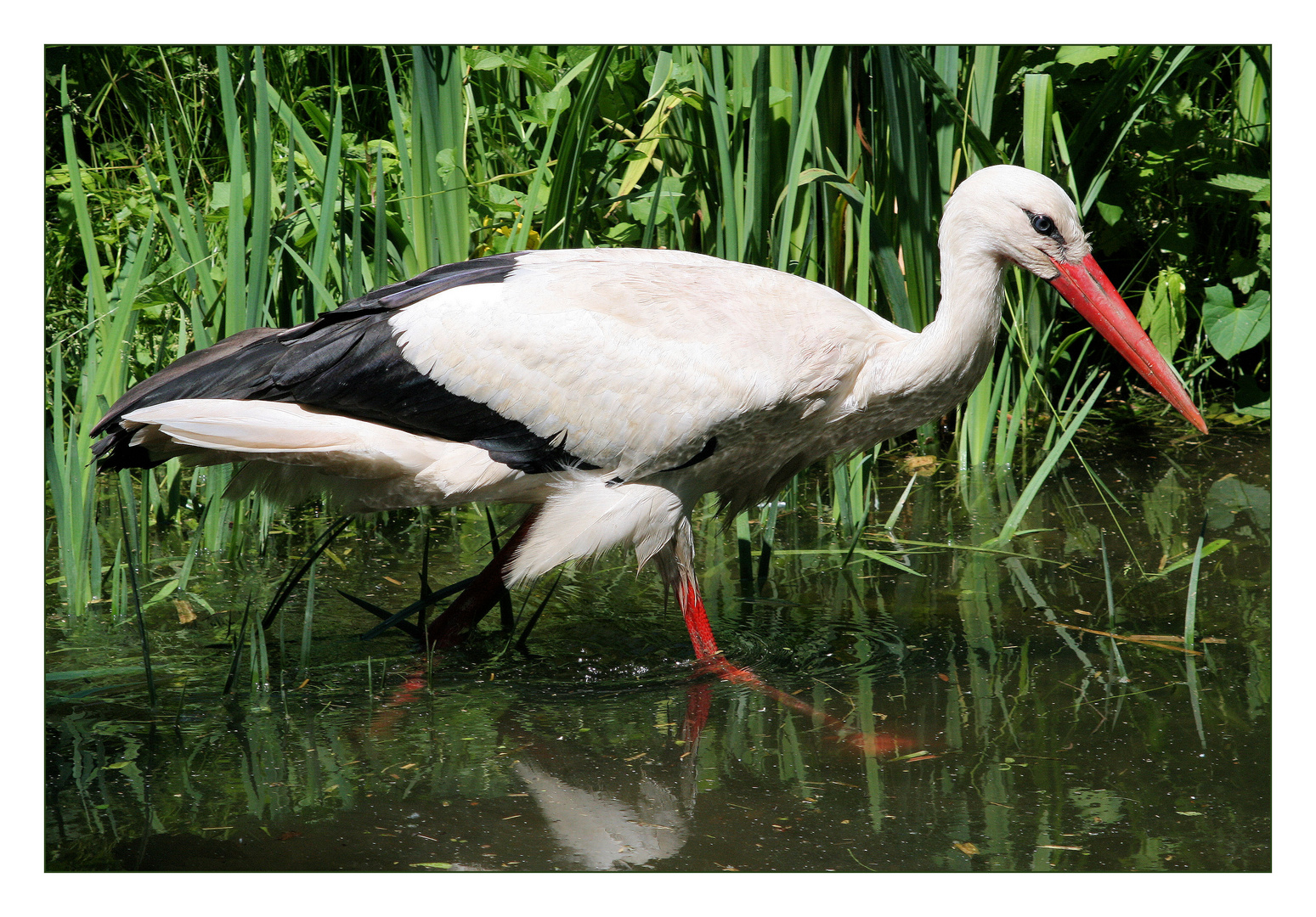 aha, der storch...