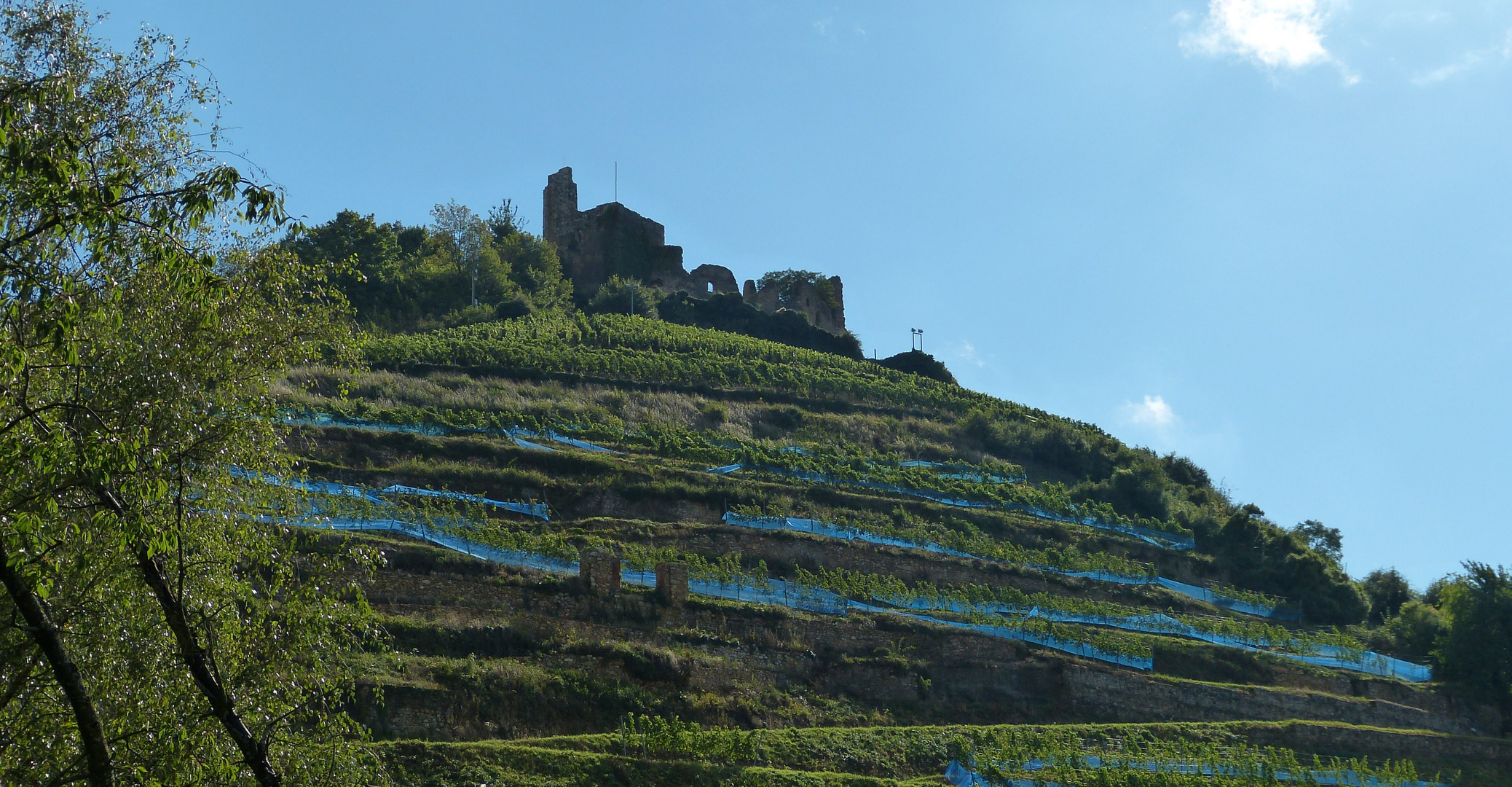 aha, die züchten da bestimmt Blauen Burgunder