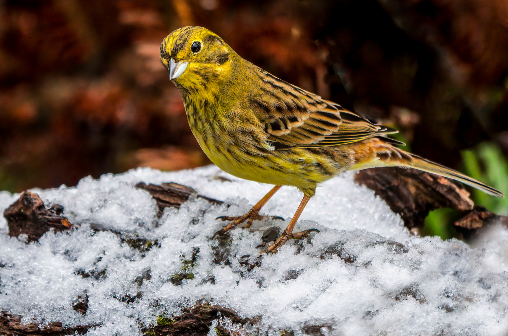 "AHA .... SO SIEHT ALSO SCHNEE AUS"