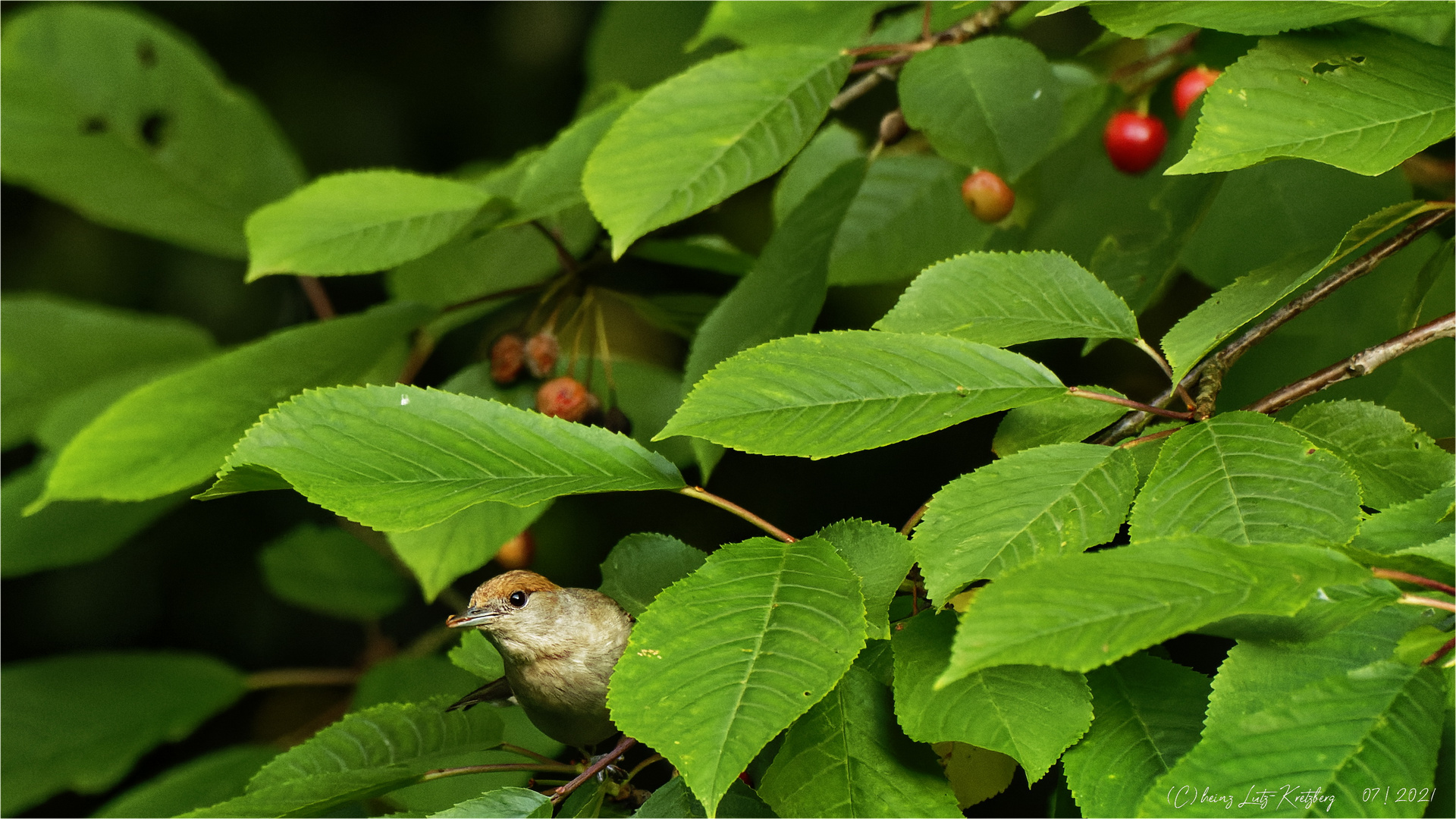 ..   aha  .. Wildkirschen - Liebhaberin  ... erwischt 