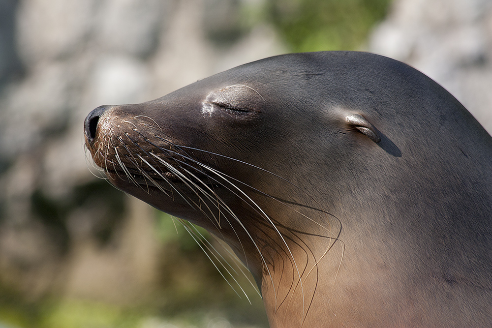 Ahh, schöne Sonne - Seelöwe genießt die Sonne