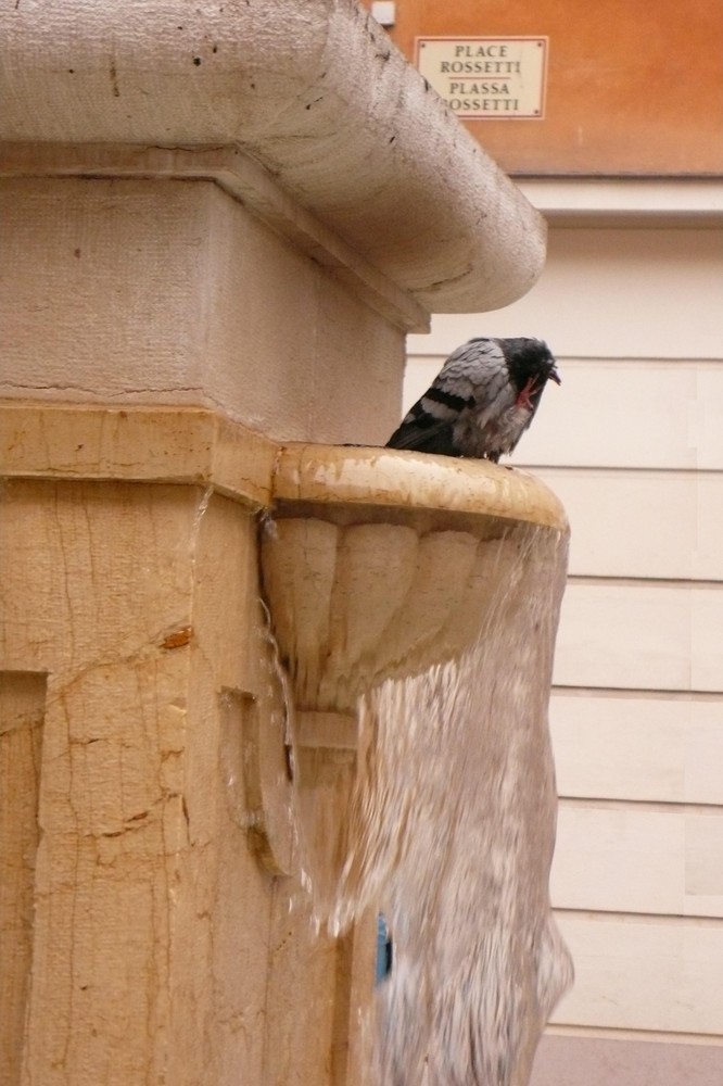 ahhh la toilette le matin...