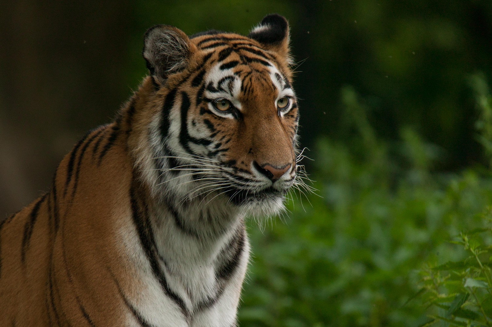 Ahimsa 1, Sibirische Tigerdame (Panthera tigris altaica)