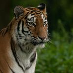 Ahimsa 1, Sibirische Tigerdame (Panthera tigris altaica)