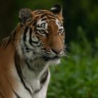 Ahimsa 1, Sibirische Tigerdame (Panthera tigris altaica)