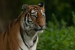 Ahimsa 1, Sibirische Tigerdame (Panthera tigris altaica)