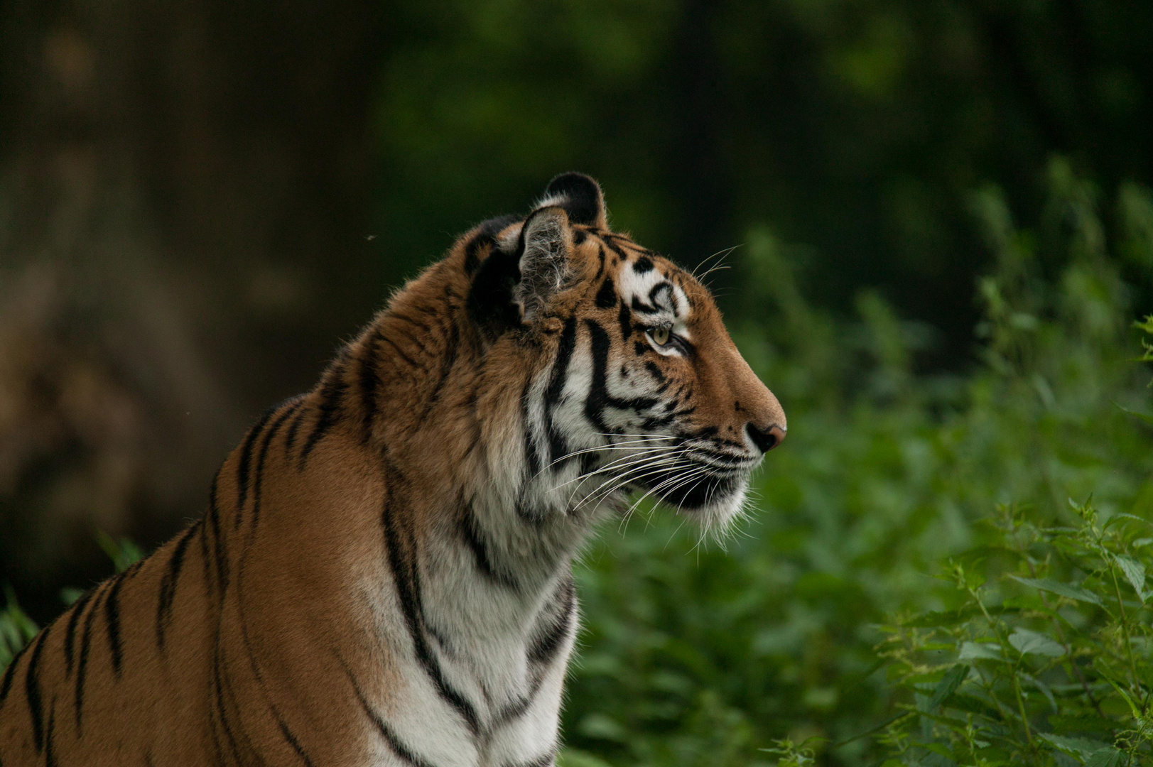 Ahimsa 2, Sibirische Tigerdame (Panthera tigris altaica)
