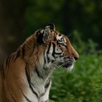 Ahimsa 2, Sibirische Tigerdame (Panthera tigris altaica)