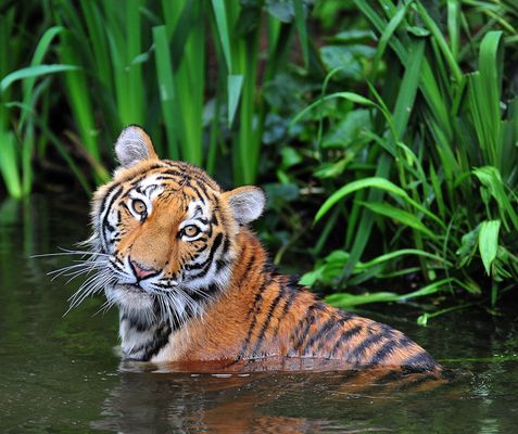 Ahimsa die Wasserratte !!!!