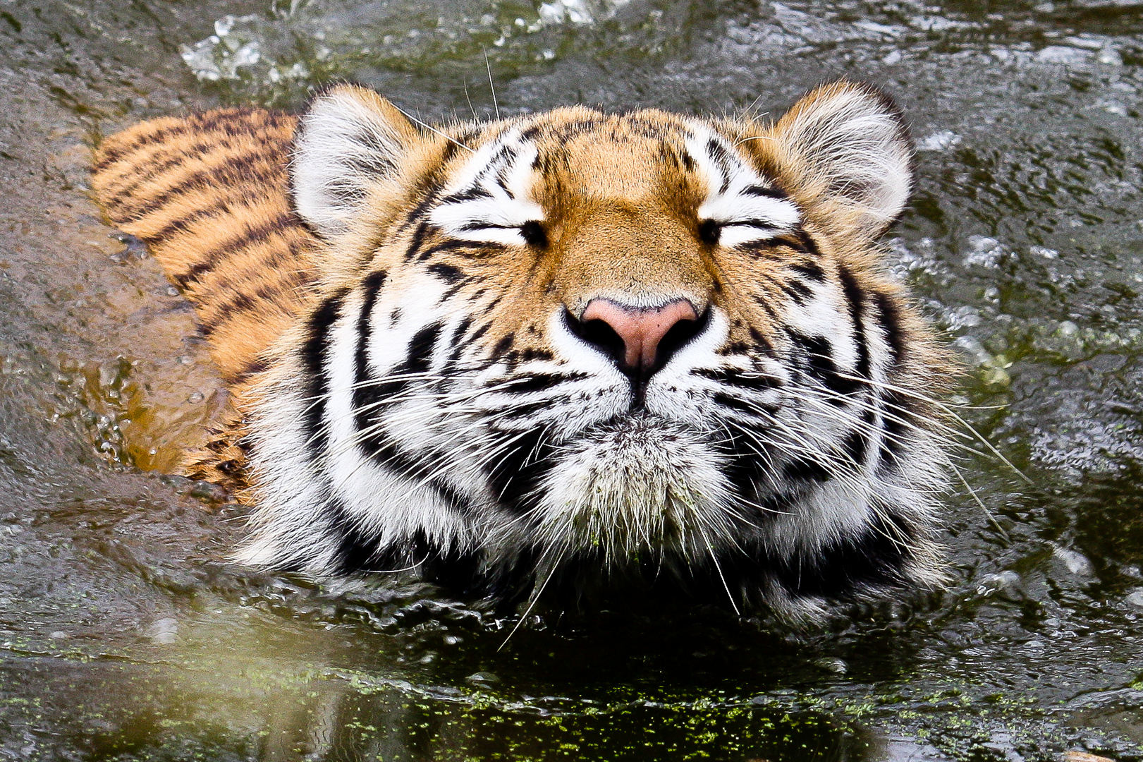 Ahimsa geht baden