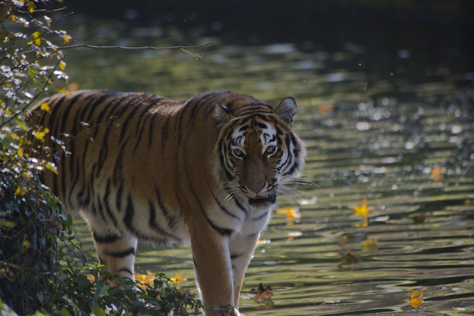 Ahimsa hübsche Tigerdame 