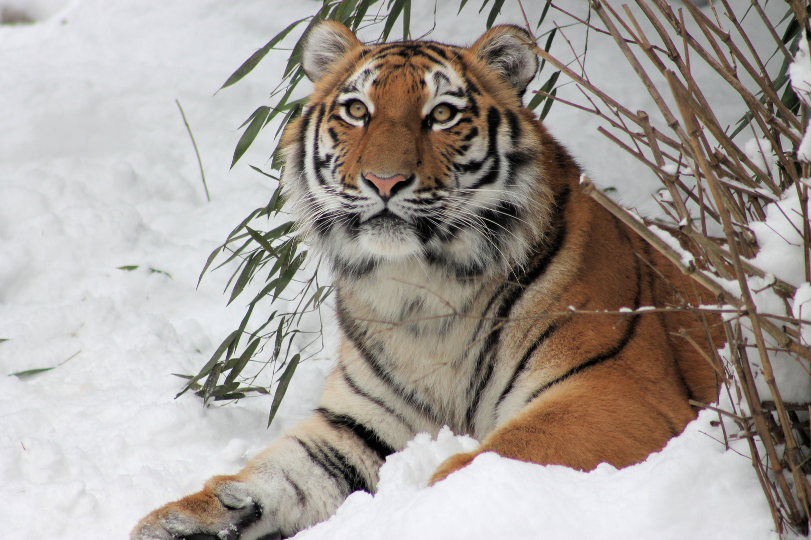 Ahimsa im Schnee