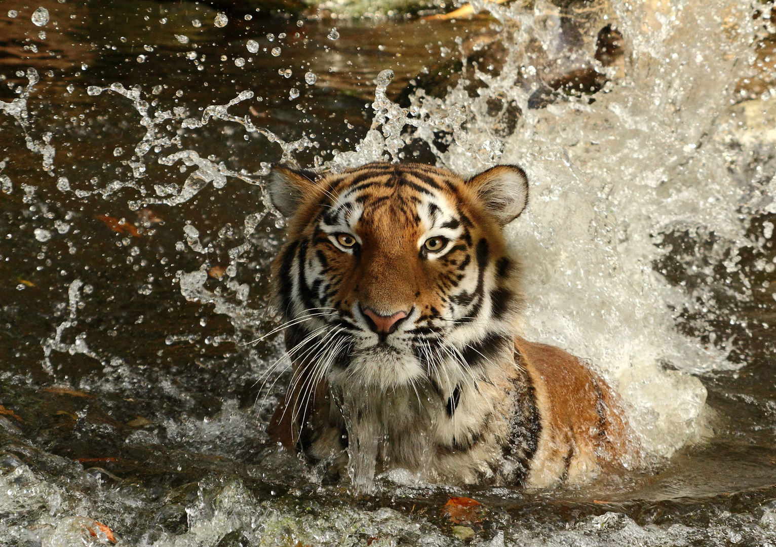 Ahimsa im Wasser