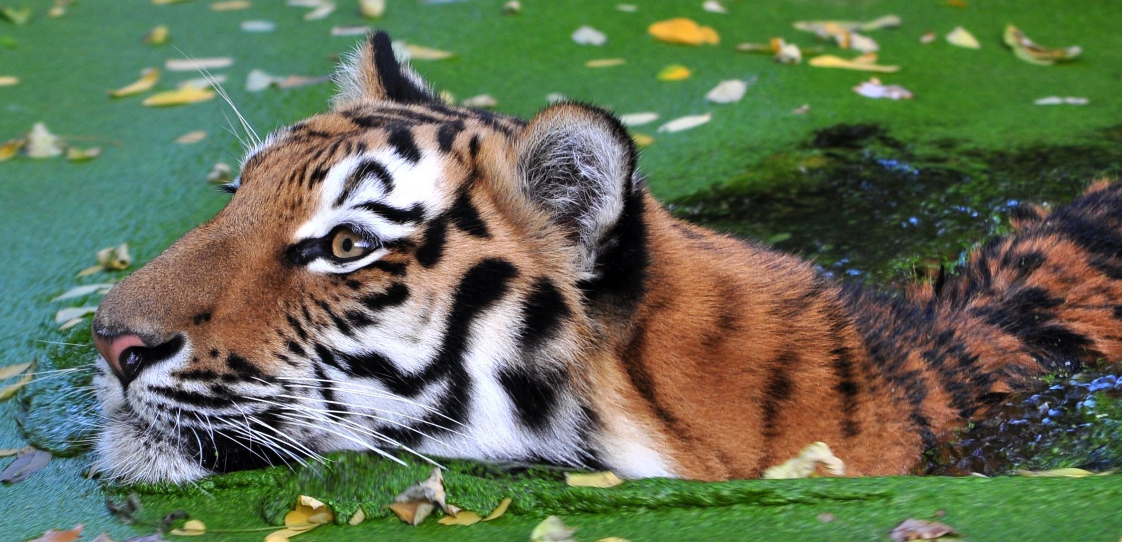 Ahimsa im Zoo-Duisburg beim baden