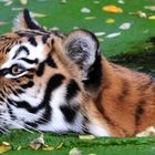 Ahimsa im Zoo-Duisburg beim baden