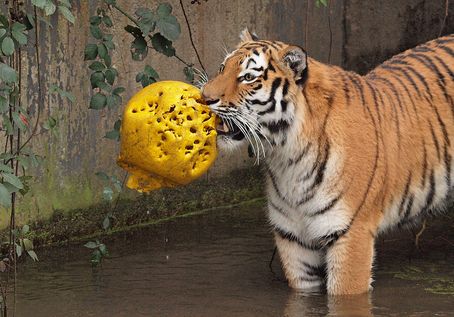 Ahimsa mit Ball .... (1)