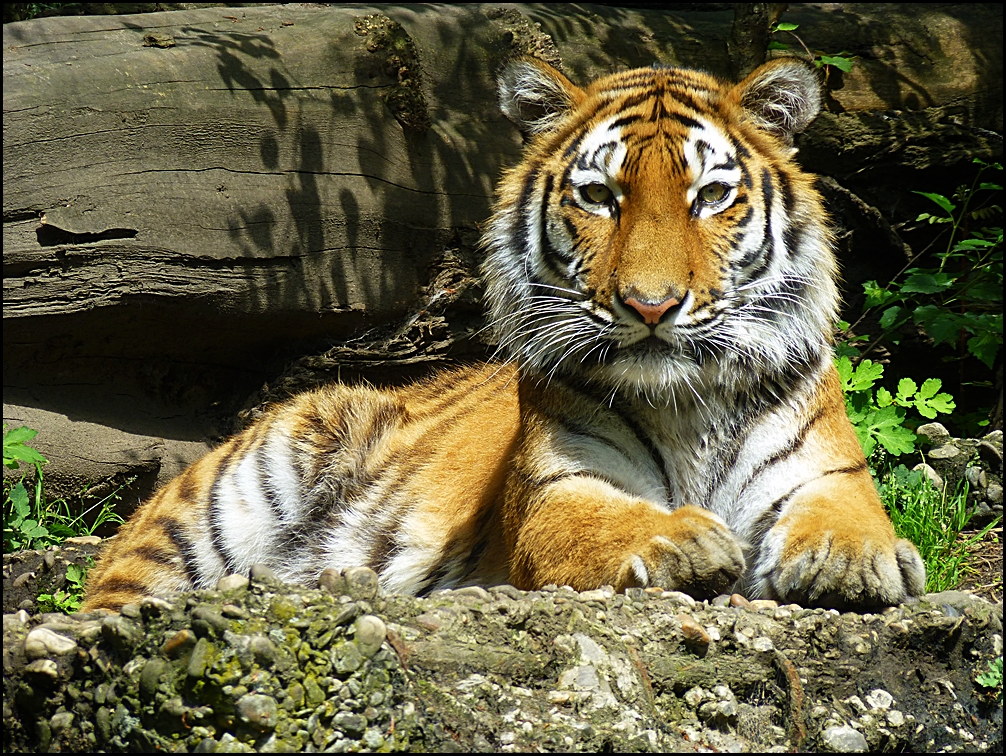 AHIMSA - Zoo Duisburg