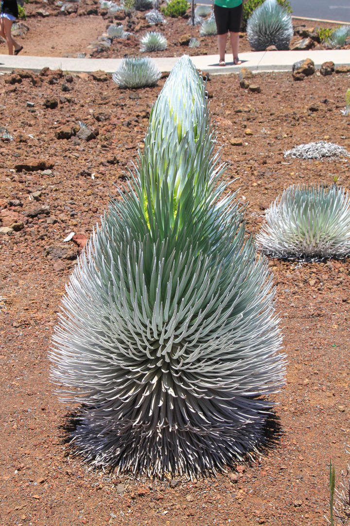 Ahinahina, Haleakala Silversword