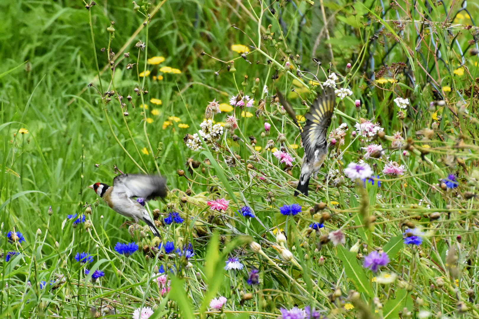 _AHK1708-AB-Flugstieglitz-Blumenweide