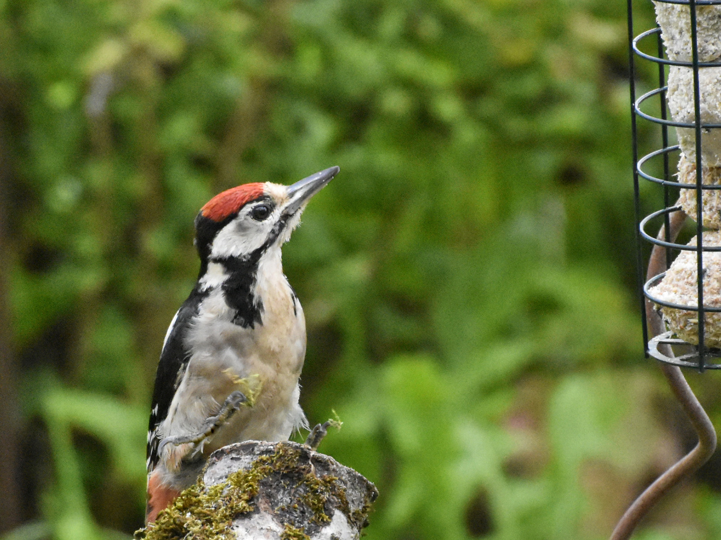 _AHK1816-AB-Buntspächt