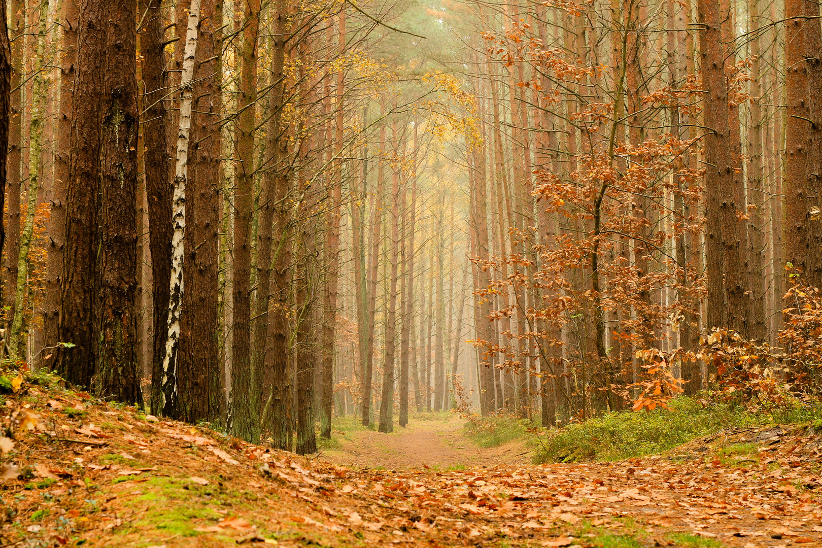 Ahlbecker Herbstwald