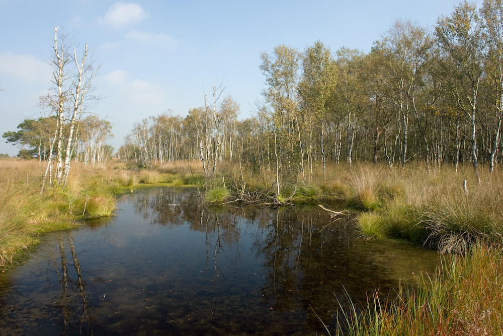 Ahlenmoor