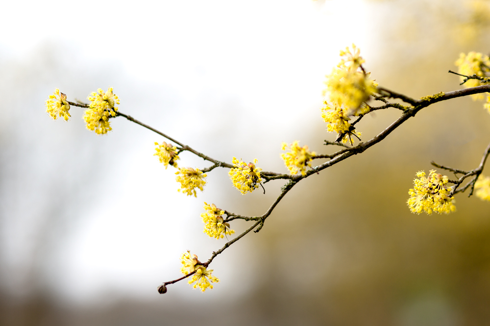 Ahnung von Frühling