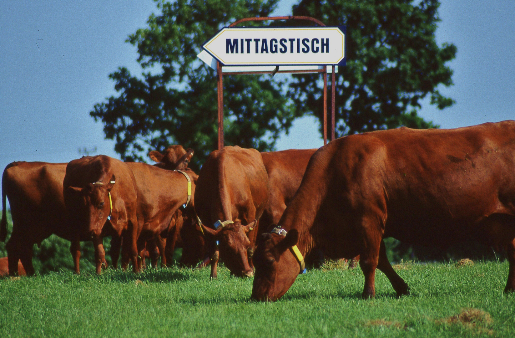 Ahnungslose Rinder Foto & Bild | tiere, tier und mensch, rinder Bilder