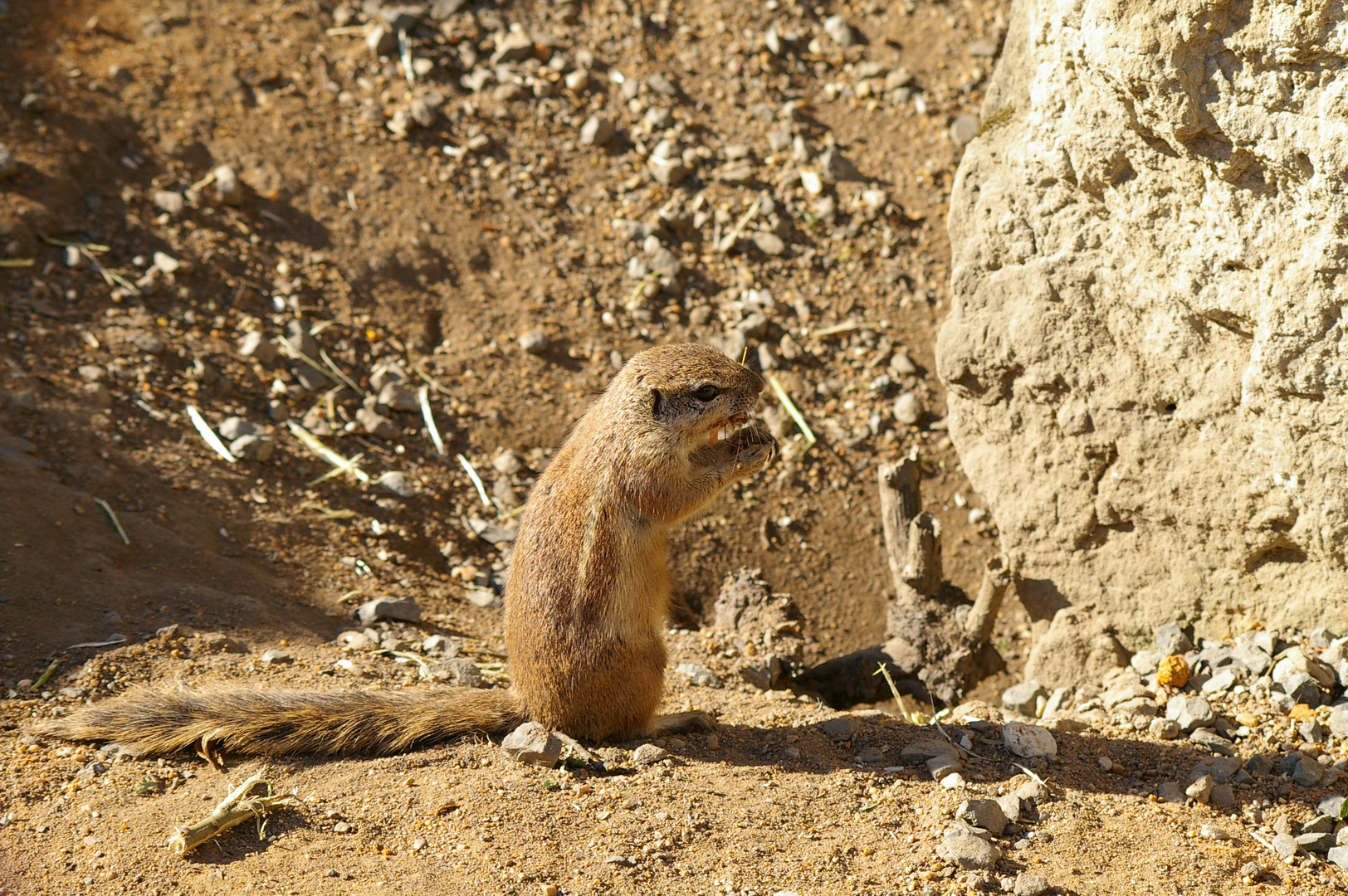 Ahörnchen oder Bhörnchen