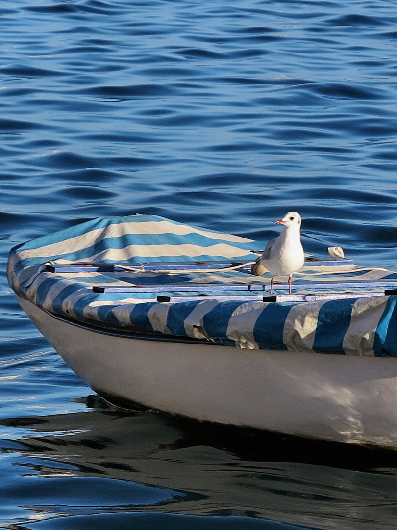 Ahoi!