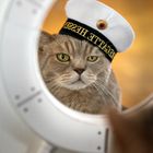 Ahoi, Seebär