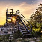 Aholzwarte im Harz