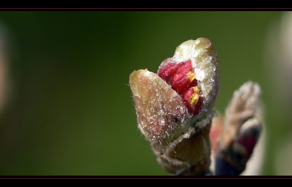 Ahorn "Acer palmatum"