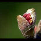 Ahorn "Acer palmatum"