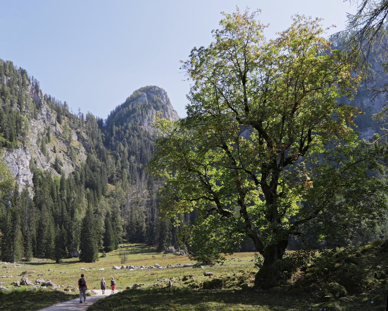 Ahorn am Priesbergmoos (2018_09_21_EOS 6D Mark II_7245_ji)