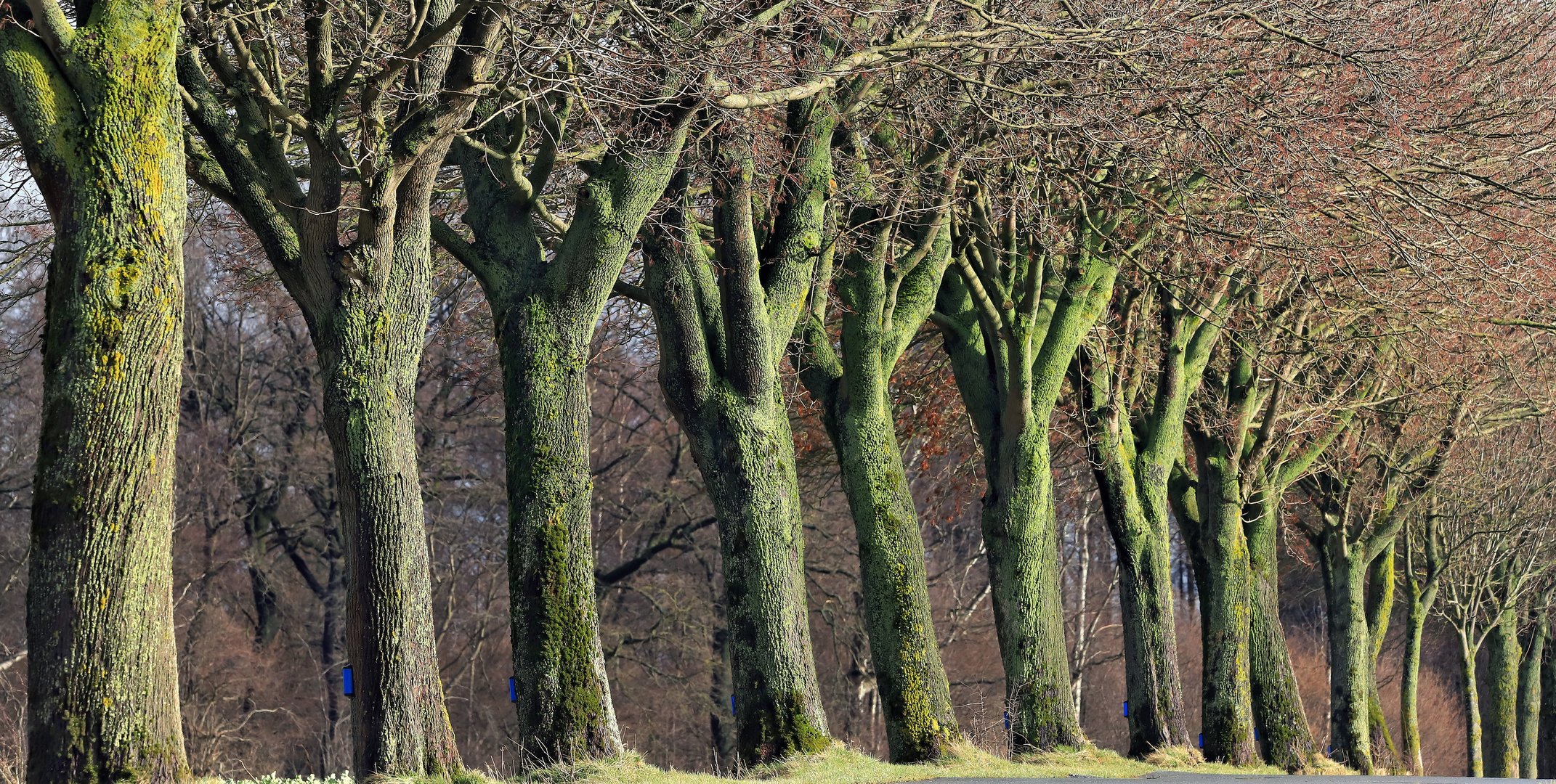 Ahorn-Baumallee bei Berlingsen in der Soester Börde