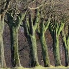 Ahorn-Baumallee bei Berlingsen in der Soester Börde